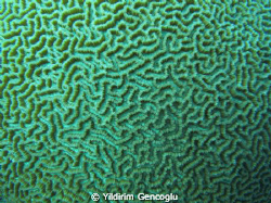 Maze. A close up of a spherical reef. by Yildirim Gencoglu 